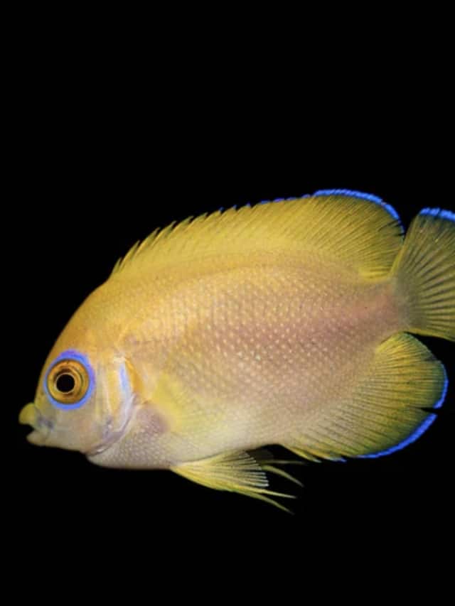 Image showcasing Top 5 Unique and Rare Saltwater Aquarium Fish