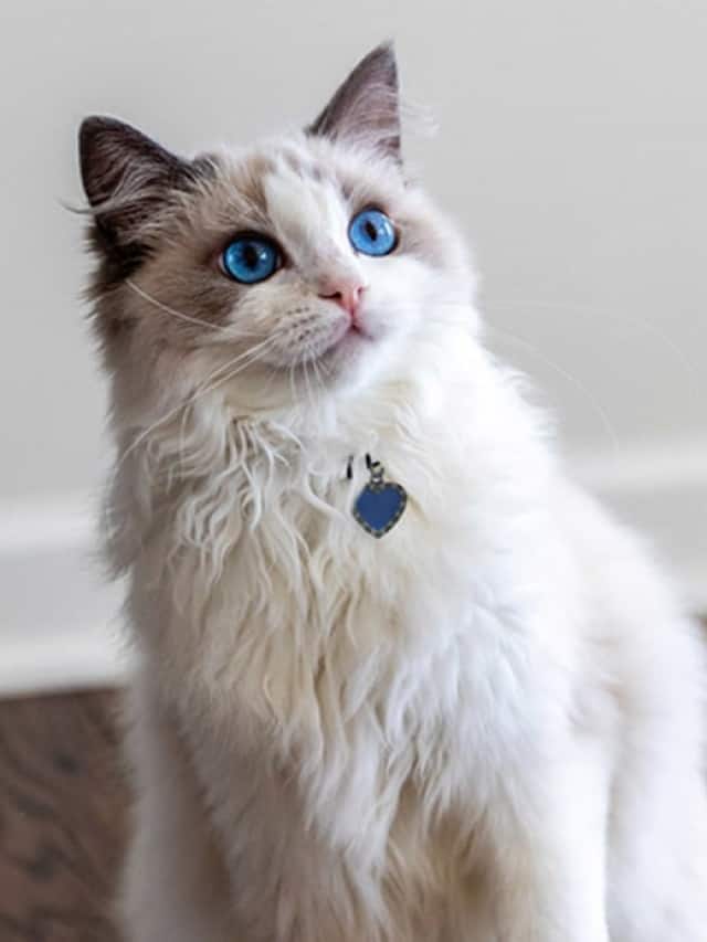 8 Beautiful Pet Cat Breeds