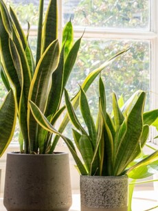 Best indoor plants: Boost air quality, luck with snake plant