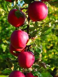 Diet plan: 10 health benefits of apples, superfood for heart