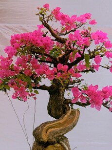 Gardening tips: How to grow Bougainvillea bonsai indoor