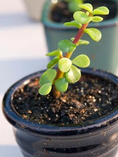 Gardening tips: 9 reasons a jade plant is perfect for indoors