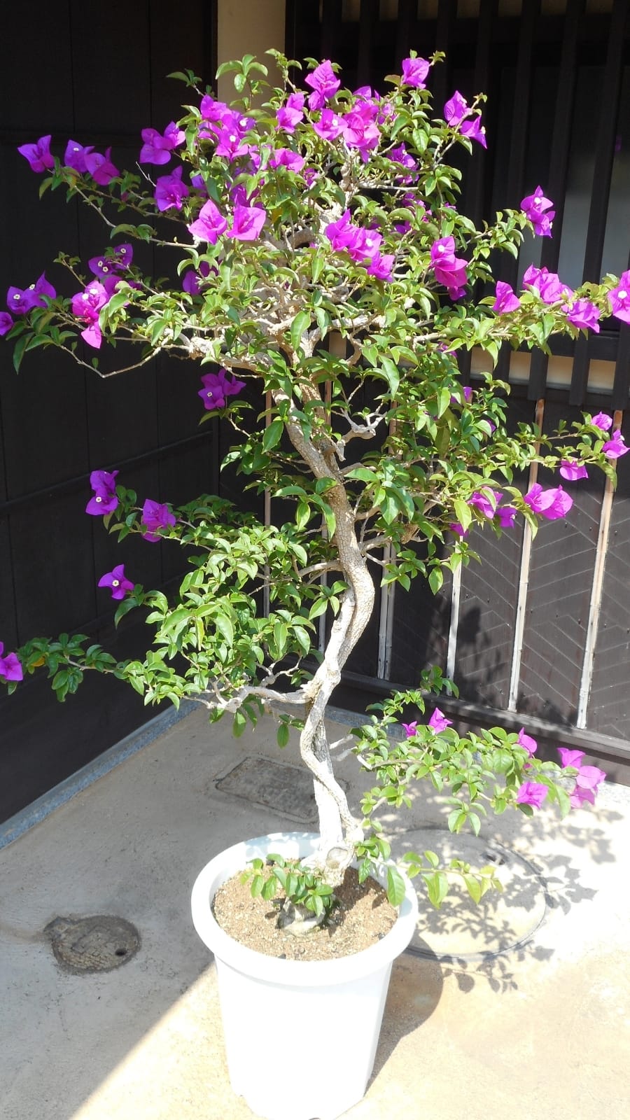Gardening tips: How to grow Bougainvillea bonsai indoor