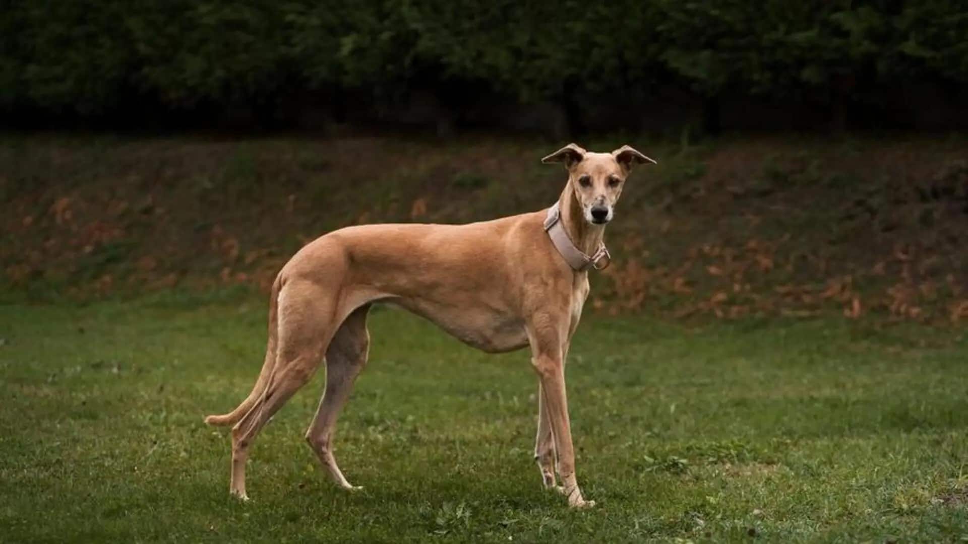 Mudhol Hound Brown Karnataka Dog Mudhol Hound Dog Mudhol Hound Store