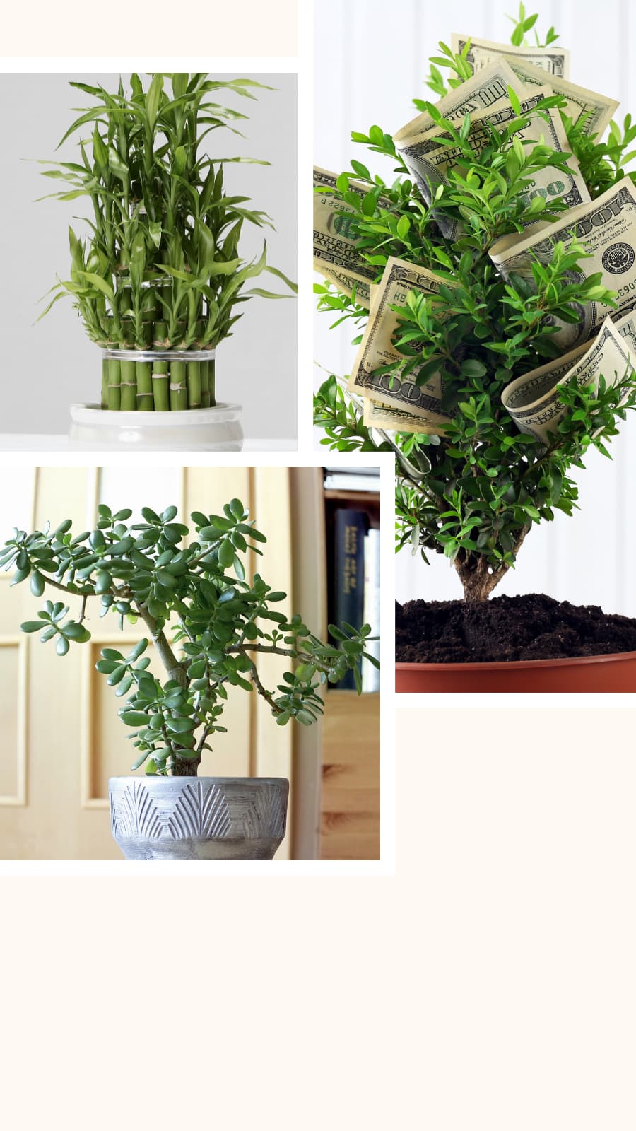 black pepper snake plant 25 BLACK PEPPERCORN Black Pepper Piper Nigrum Spice Vine Seeds – Seedville  USA main image 0
