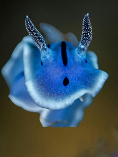 This Deadly Blue Dragon Sea Slug Is a Venom Thief