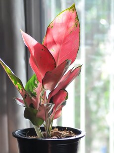 Best indoor plant: 8 benefits of Aglaonema red lipstick plant