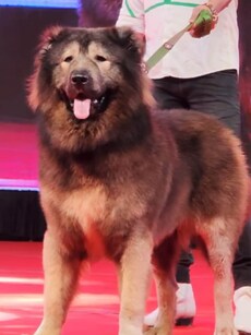 Meet the Rs  50 Crore Rare Wolfdog Okami