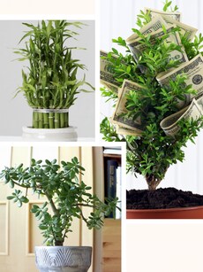3 Miraculous Plants: Attract Money and Success into Your Life