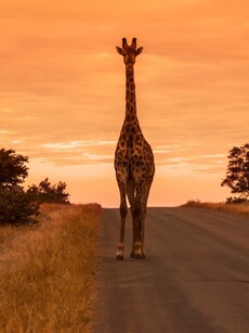 9 Best Places to See Wildlife in South Africa