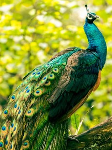 10 Magical Places in India to See Peacocks Dancing