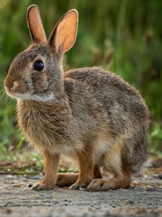 Omiltemi Cottontail: Rare Wild Rabbit Spotted Again After 120 Years