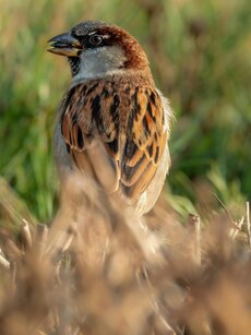 World sparrow day 2025: 10 ways to save goraiya, the small bird