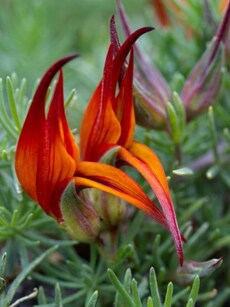 Parrot’s Beak: A Bright Bloom Resembling a Colourful Tropical Bird