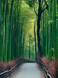 10 Magical Forests Around the World You Must Explore