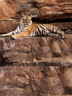 7 Thrilling Tiger Safaris in India for the Ultimate Wildlife Experience