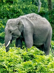 9 Unique National Parks in India That Will Leave You in Awe