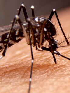 Protect yourself against chikungunya with these 10 tips