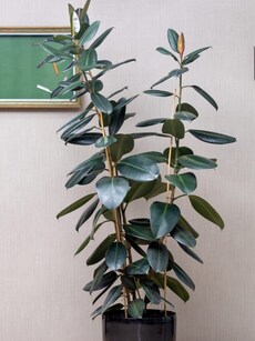 10 reasons why the Rubber Plant is the perfect indoor plant