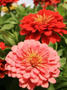 Brighten your garden: why zinnia flowers are perfect for your home