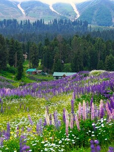 13 Best Places in the World to See Spring Blossoms in April