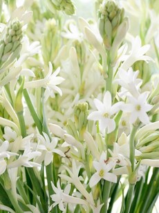 10 ways rajnigandha helps you lose weight, keep heart healthy