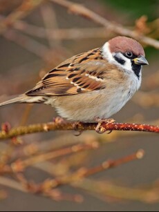 10 Most Stunning Sparrow Birds in the World