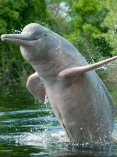 Top 8 Places to Spot River Dolphins in India