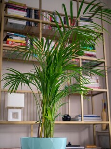 Gardening tips: 10 reasons to have Areca Palm in your room