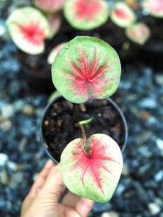 Gardening tips:10 ways to care for caladium indoor plant