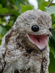 Meet Great Potoo: The Bird That Can See With Its Eyes Closed