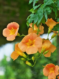 Gardening tips: 10 ways to care for flowering climbers