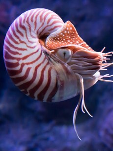 10 Creatures That Haven’t Changed in Millions of Years