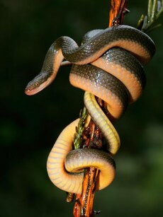 5 Best Snake Parks in India for an Thrilling Adventure