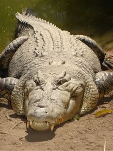 Meet Lolong: World’s Largest Crocodile to Ever Exist