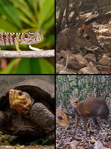 8 Incredible Wild Species Rediscovered After Being Lost for Years