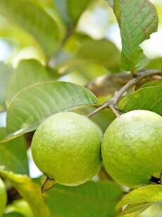 10 health benefits of guava leaves for digestion, skin, more