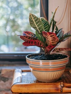 Gardening tips: 10 ways to care for indoor crotons