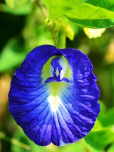 Weight loss to skin health, 9 benefits of butterfly pea flower