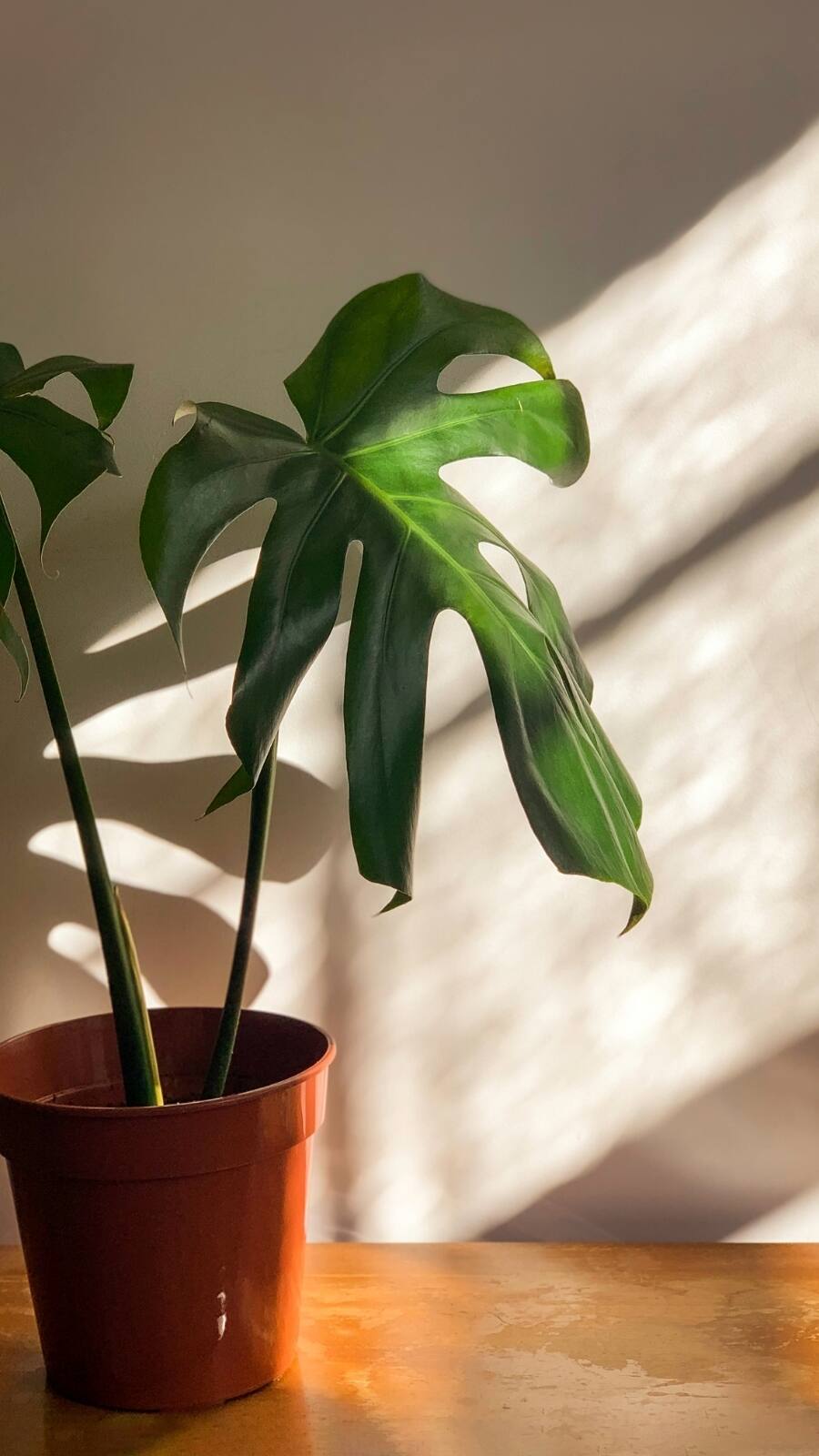 monstera setzlinge Monstera 'Thai Constellation' Steckling kaufen main image 1