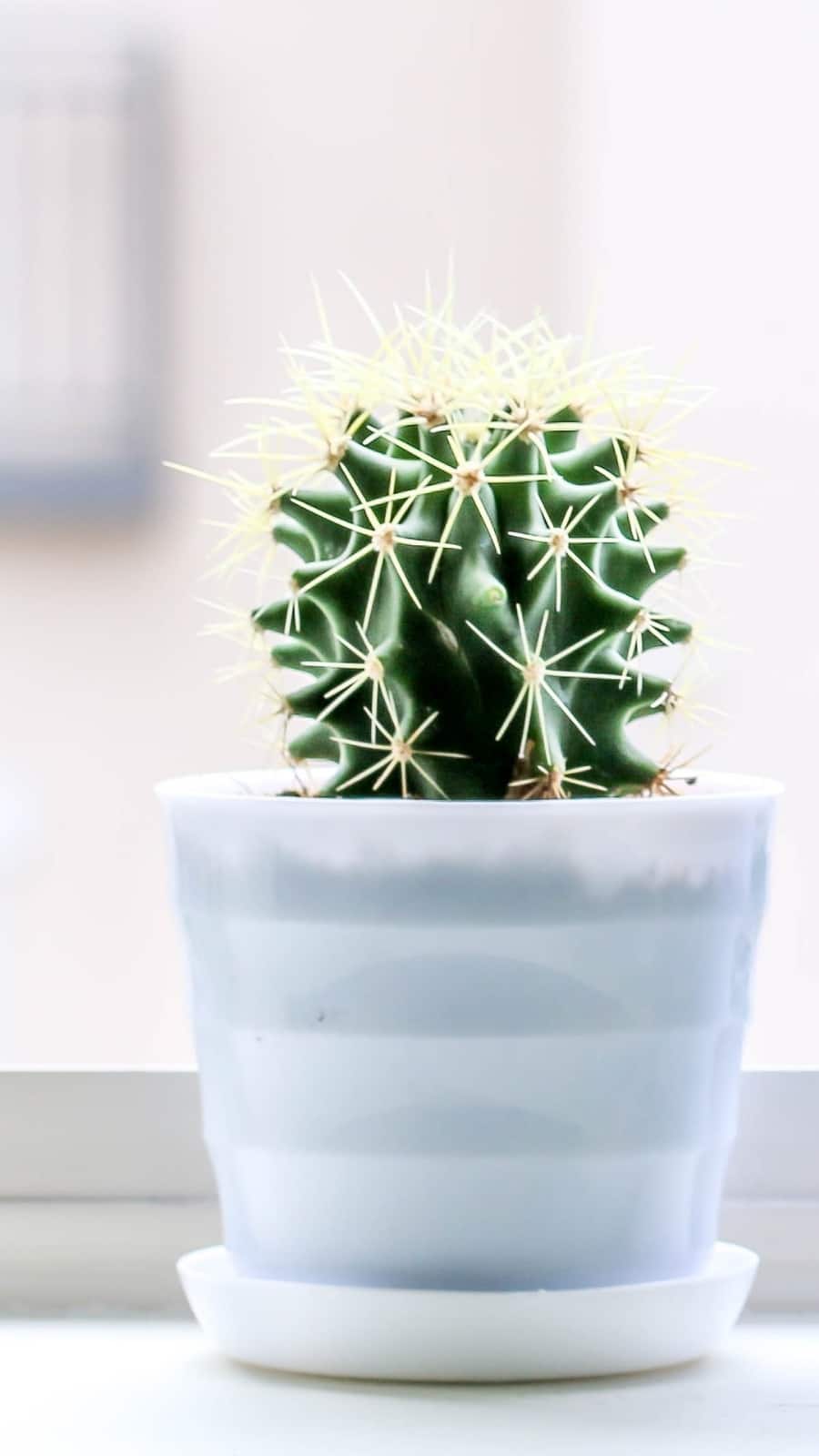 Gardening tips: 9 benefits of growing succulents at home