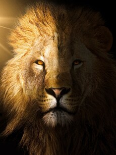 Top 6 Zodiac Signs as Brave as a Lion