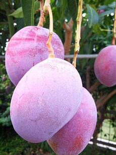 ‘Egg of the Sun’: World’s Most Expensive Mango, Sold for Rs 3 Lakh/Kg