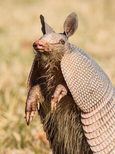 10 Strangest Animals You Won’t Believe Exist