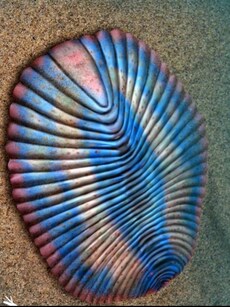 Meet Dickinsonia: Earth’s Oldest Known Animal