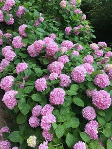 Beautify your balcony with Hydrangea Macrophylla flowers
