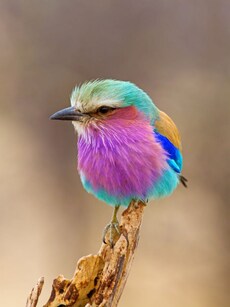 Top 10 Rare Purple Colour Birds in the World