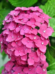 9 ways Hydrangea keeps your skin glowing, fight wrinkles