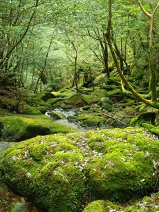 10 Most Dangerous Forests In The World