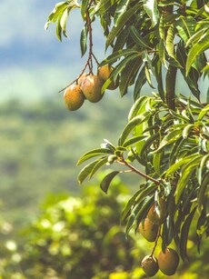 10 Places in India Famous for Its Mango Variety